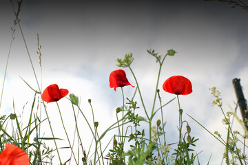 poppies in the field,nature, flowers, summer, spring, red,season, petal,