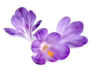 Saffron  flowers in closeup on white background.