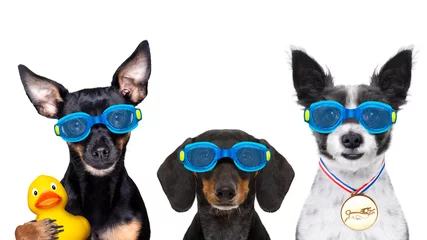 Fotobehang Grappige hond hondenzwembril in zwembad