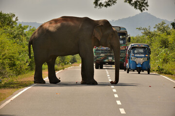 Obraz premium Ein wilder Elefant steht auf einer Straße in Sri Lanka und der Verkehr staut sich dahinter