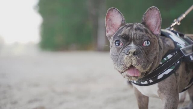 The merle male french bulldog is sniffing sand on the beach with sand on nose in the sunny day in close-up slow motion	
