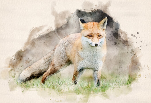 Red fox ( Vulpes vulpes ) close up - watercolor art