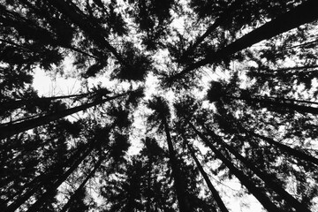 black and white tree tops and sky
