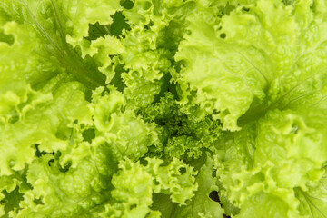 Beaded lettuce (Lactuca sativa var. Crispa), also known as curly lettuce, in a home garden, notable for its small undulations at the top of the leaves.