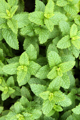 Fototapeta na wymiar Green mint (Mentha spicata) or simply mint, in a home garden with emphasis on the green of its leaves and its texture