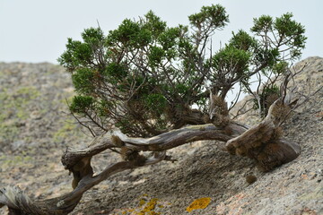 Fototapeta na wymiar Erbe mediche, Ginepro, Juniperus