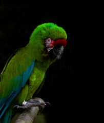green winged macaw