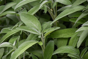 young sage plant leaves in detail