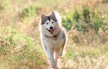 Alaskan malamute running on sunny field