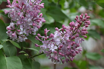 lilac flowers on a branch