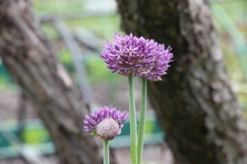 purple onion flower
