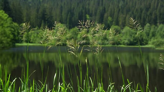 Gr&auml;ser vor einem idyllischen See, mit Wald dahinter - aufgenommen am Sankenbachsee im Schwarzwald, Deutschland