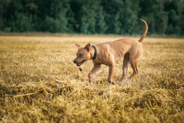 Cheerful American Pit Bull Terrier frolics on a summer field.