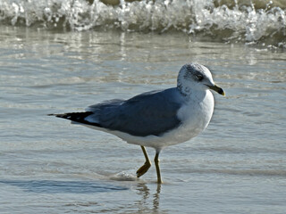 Ringed Bill Seagull Wading