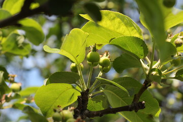 green apple tree