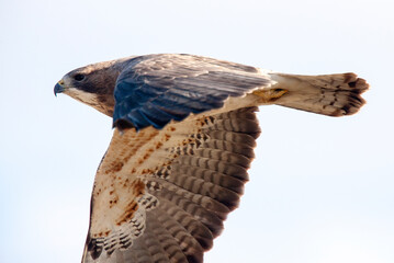 Swainson Hawk Saskatchewan
