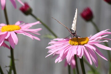 butterfly on a pink flower