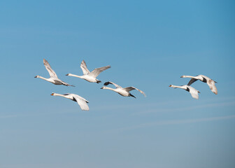 Group of swans in flight