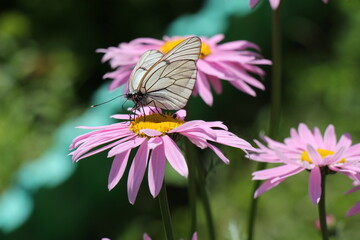 butterfly on flower