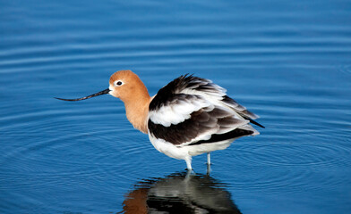 American Avocet Saskatchewan