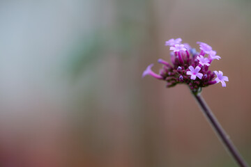 Close-up of blossoms of the Patagonian vervain (verbena bonariensis) with blurry background and copy-space