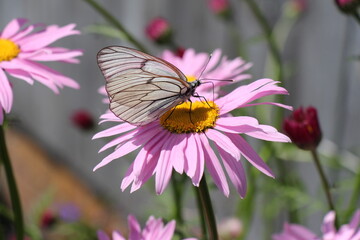butterfly on flower
