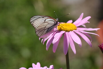 butterfly on flower