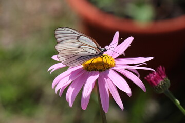 white butterfly on a pink flower