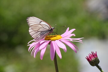 white butterfly on a pink flower