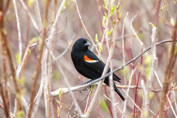 Red Winged Blackbird