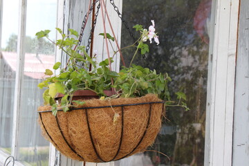 flowers in a pot