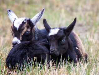 Baby Goats Saskatchewan