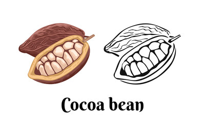 Cocoa bean vector color cartoon illustration and black and white outline. Food icon.