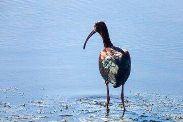 White Faced Ibis