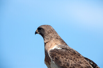 Swainson Hawk Saskatchewan