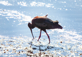 White Faced Ibis