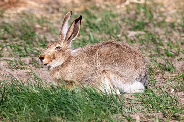 Wild Rabbit in Field