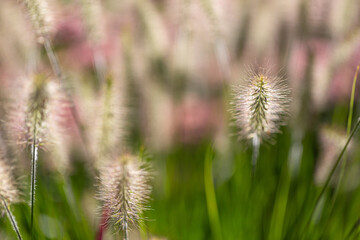 Chinese fountain grass (Pennisetum) with seeds in front of blurry background