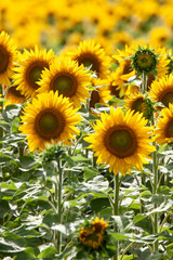 Prairie Sunflower Field