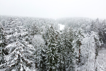 Winter forest with snowy trees, aerial view