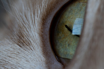 macro of a blue green cat eye on it's side