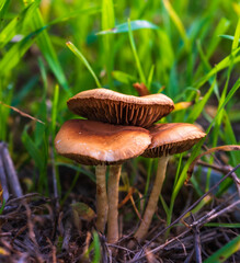Macro image of three tiny mushrooms
