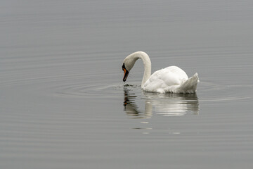 Schwan spiegelt sich im Wasser