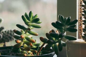 Sedum pachyphyllum, jelly-bean plant, jade plant,succulent subshrub.
