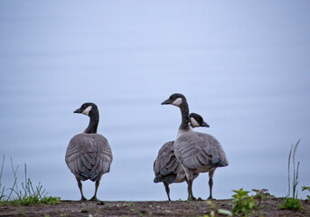 Canada Geese on Shore