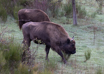Bisonte europeo en libertad en las montañas de León