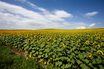 Fototapeta na wymiar Prairie Sunflower Field