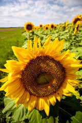 Prairie Sunflower Field