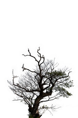 Branch of dead tree on white background.