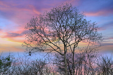 Plakat Silhouette of a solitary oak tree at sunset with a dramatic red sky.